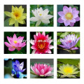High Sprouting Rate Mixed Colors Of Lotus Seed Water Lily seeds For Sale